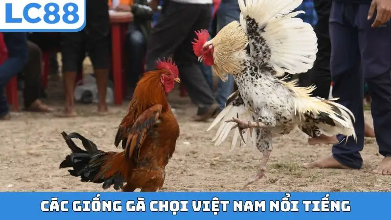 Các giống gà chọi Việt Nam nổi tiếng